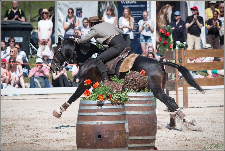 Pferd International 191